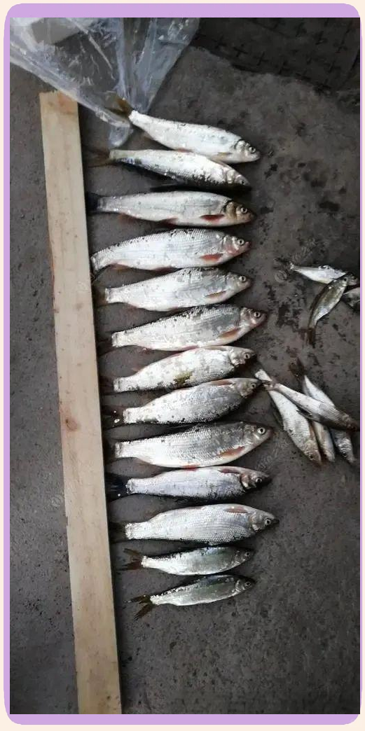 钓黄尾鲴鱼技巧视频(黄尾鲴鱼钓法几种经典战例)