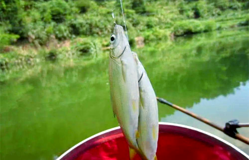 钓黄尾鲴鱼技巧视频(黄尾鲴鱼钓法几种经典战例)