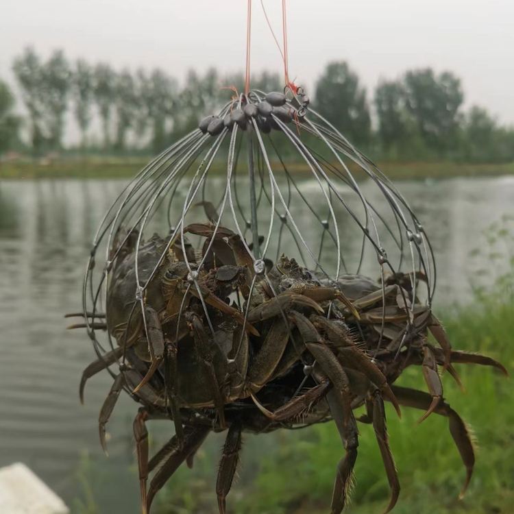 钓大闸蟹要什么饵料(钓大闸蟹用什么效果最好)