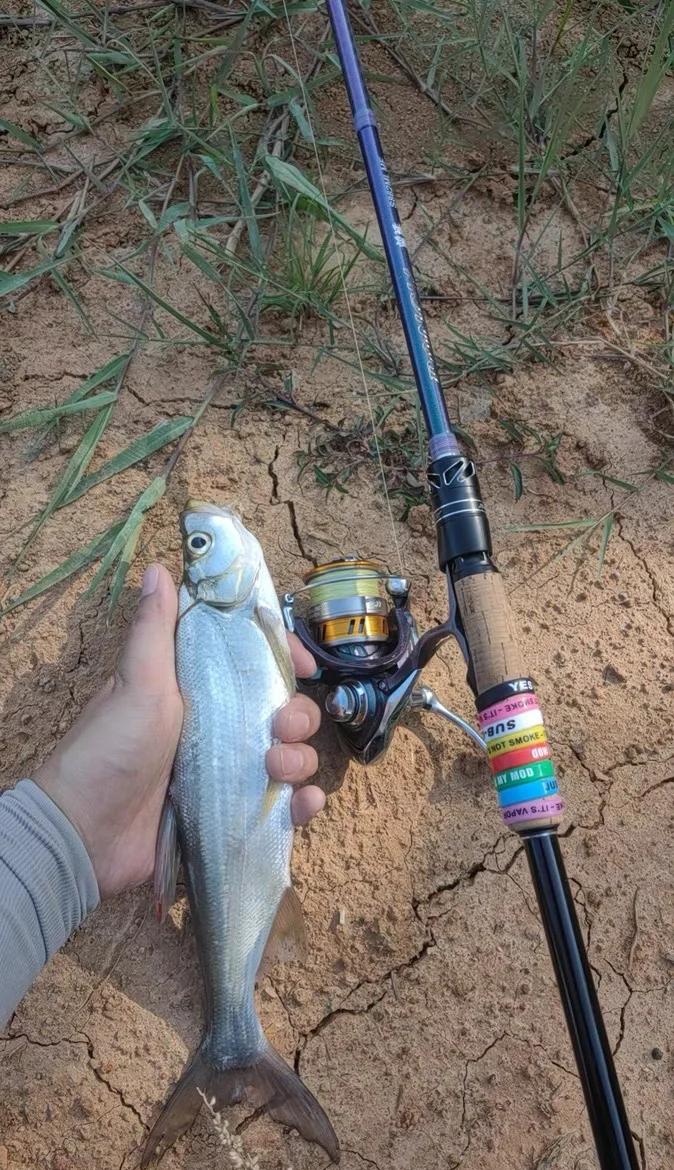 路亚马口杆路大鱼(路亚马口杆可以钓什么鱼)