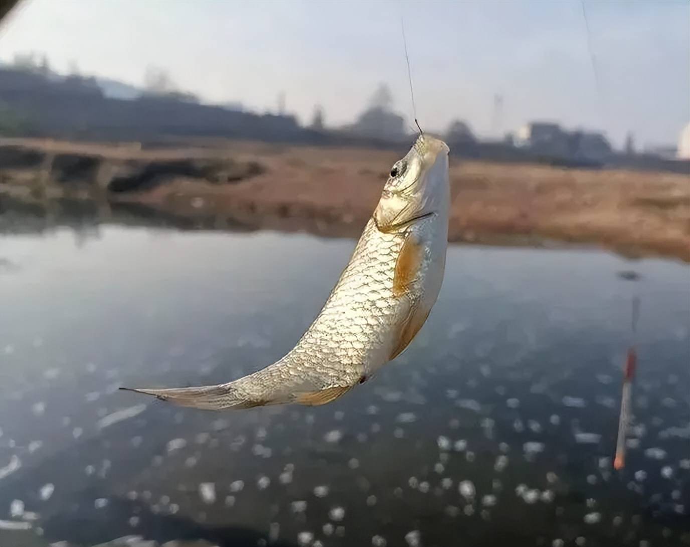 天气变冷饵料钓鱼(天气变冷饵料钓鱼好吗)