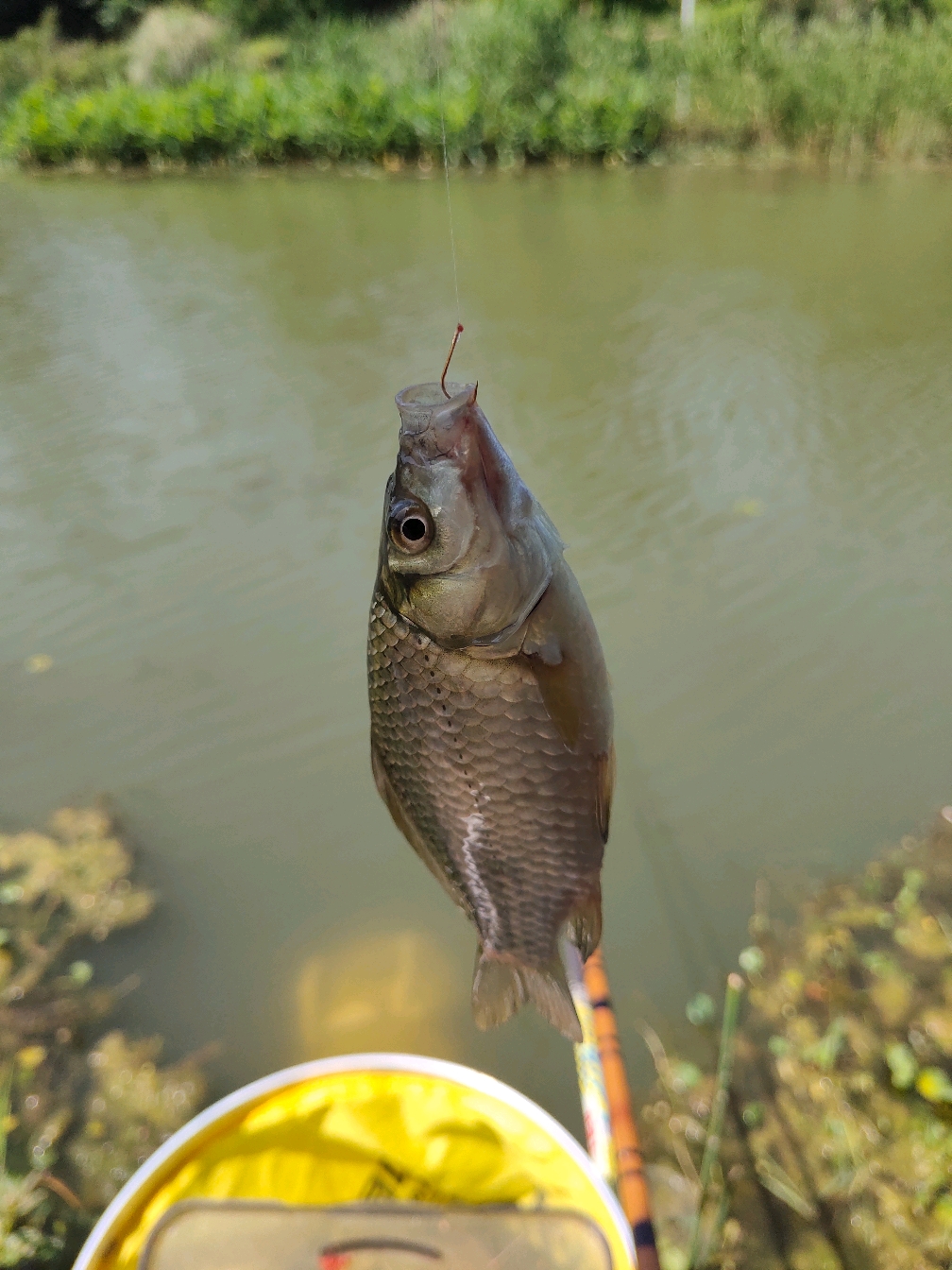 天气变冷饵料钓鱼(天气变冷饵料钓鱼好吗)