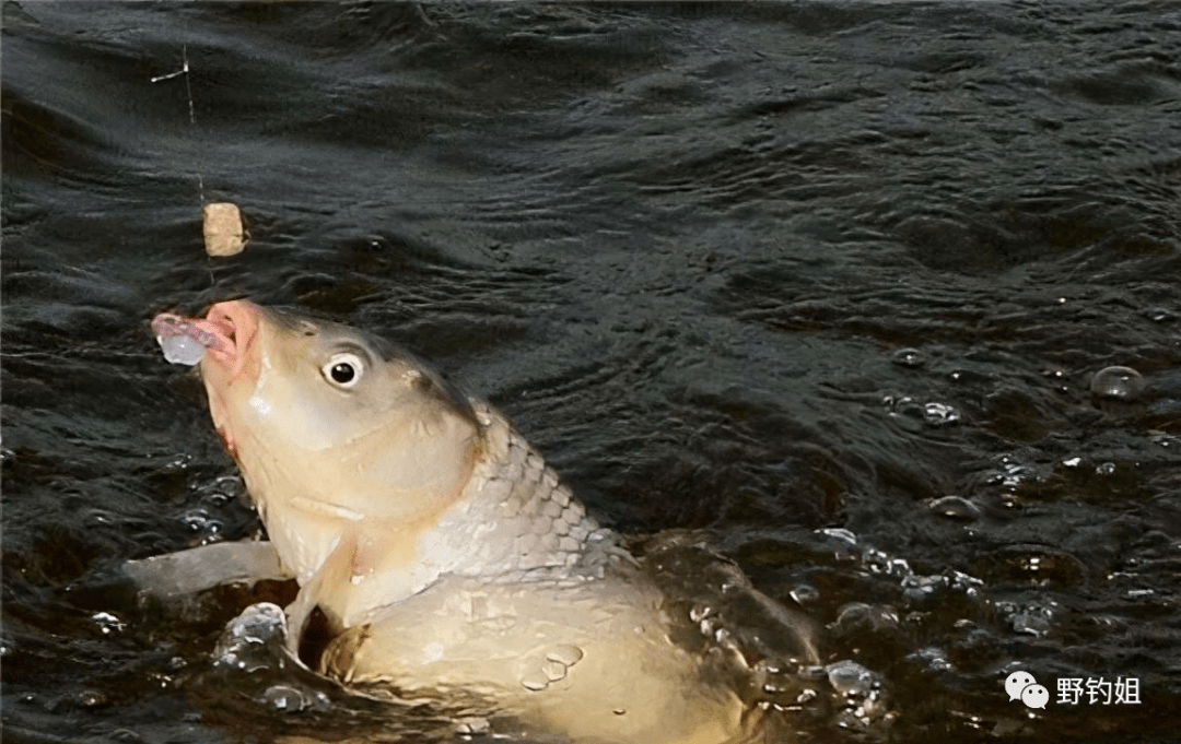鸡肝打浆入饵料(鸡肝搅碎和饵料搅拌钓鱼)