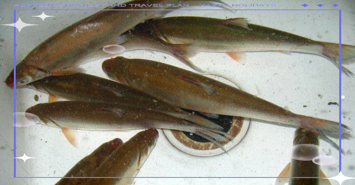 刁子鱼方法与技巧(刁子鱼怎么做才好吃)