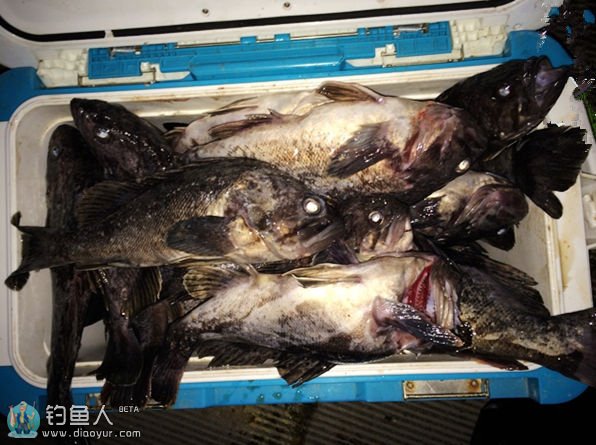 威海海钓黑鱼视频(威海海钓黑鱼视频大全)