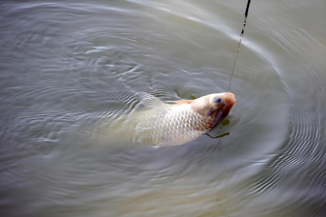 春季钓鲤鱼的技巧视频(春季钓鲤鱼的技巧视频讲解)