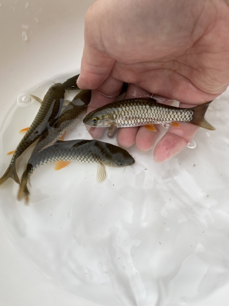 路亚倒刺鲃(路亚倒钩线组怎么做)