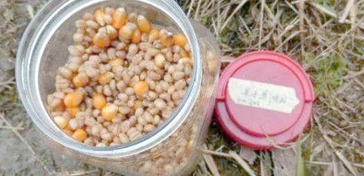 开春鲫鱼饵料(开春鲫鱼饵料有哪些)