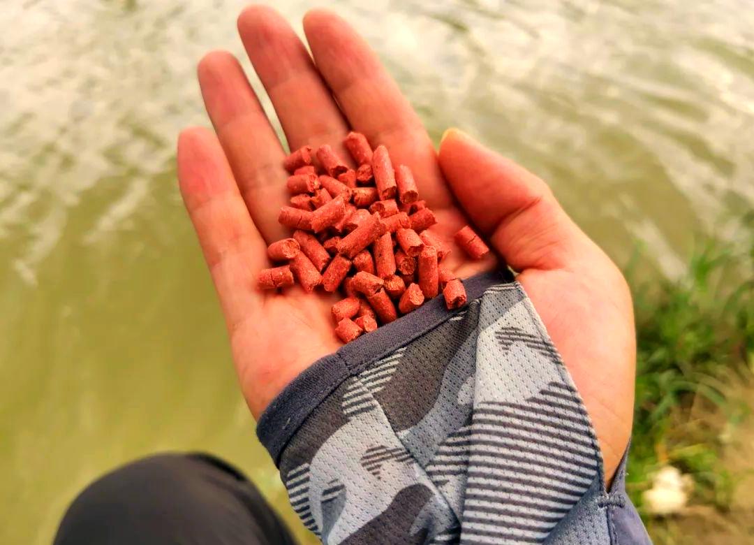 饵料基础(饵料基础饵和主攻饵配比)
