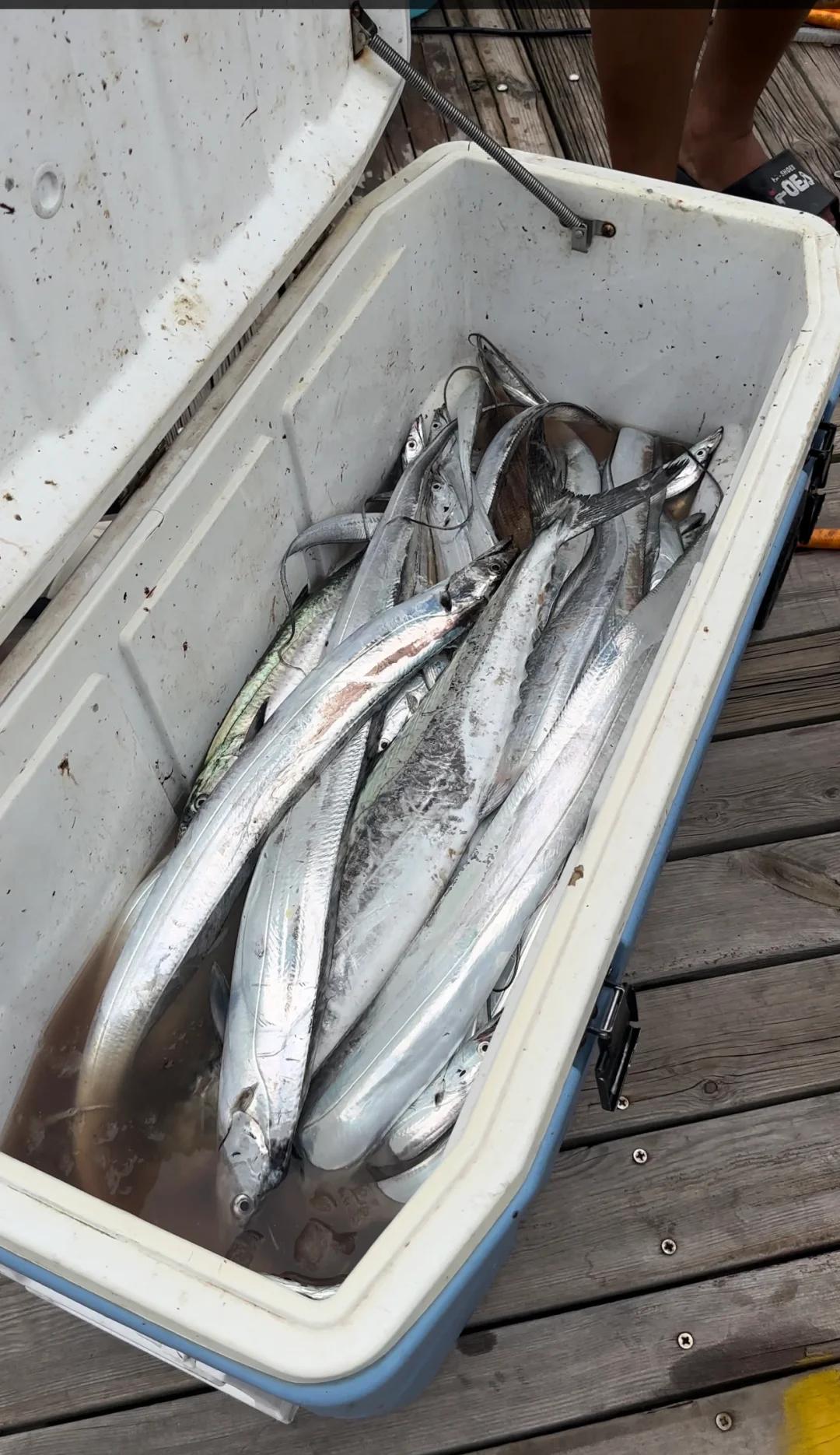 日照海钓鱼(日照海边钓鱼)