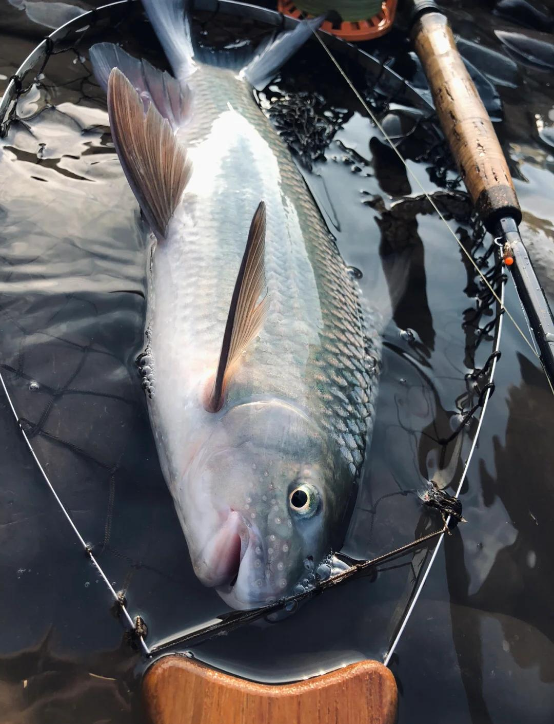 滇池路亚白鱼(澜沧江糯扎渡钓鱼地点推荐)