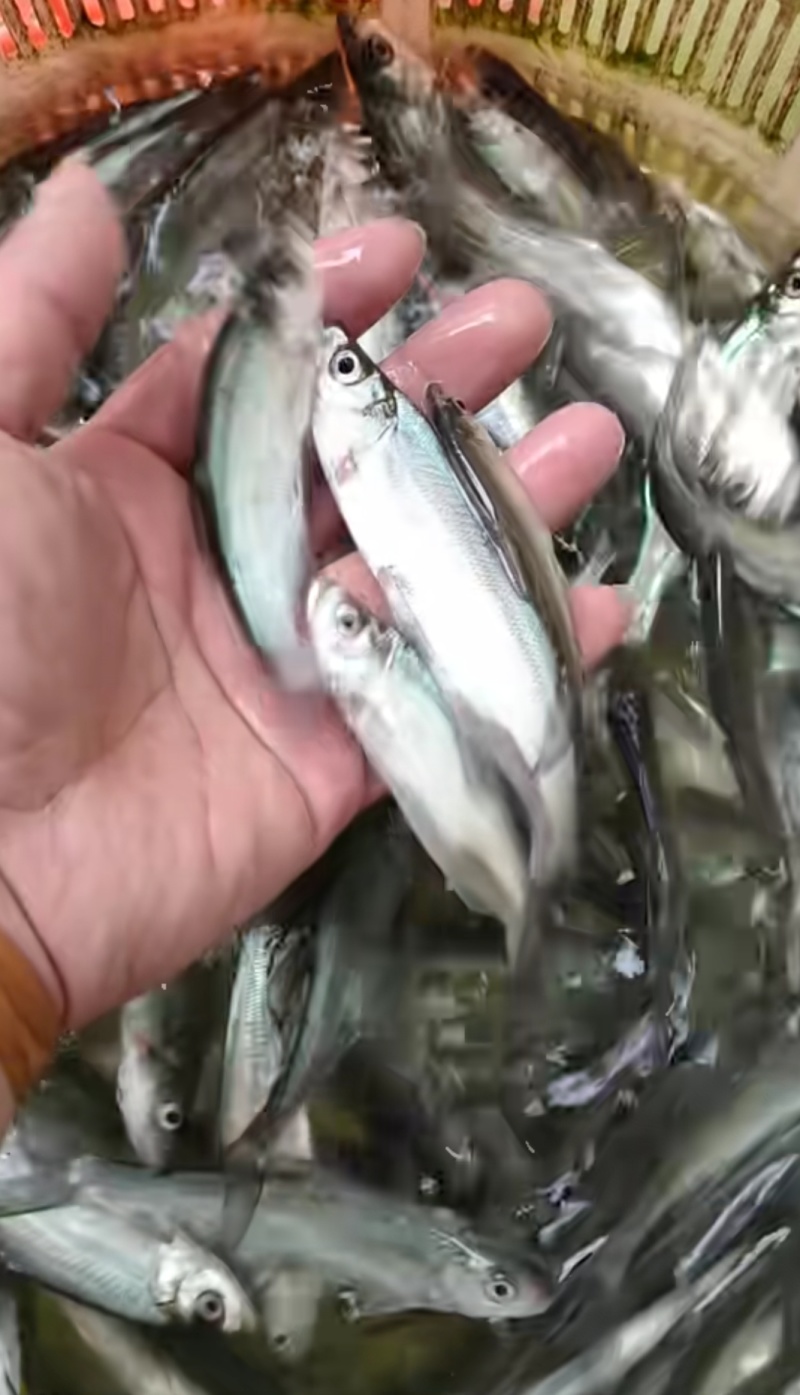 滇池路亚白鱼(澜沧江糯扎渡钓鱼地点推荐)