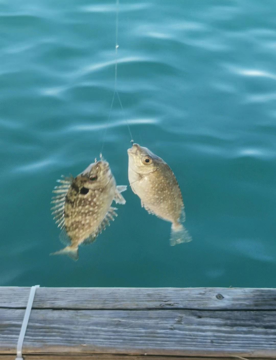 海南魚排钓鱼技巧(海南冬天钓鱼技巧和要领)