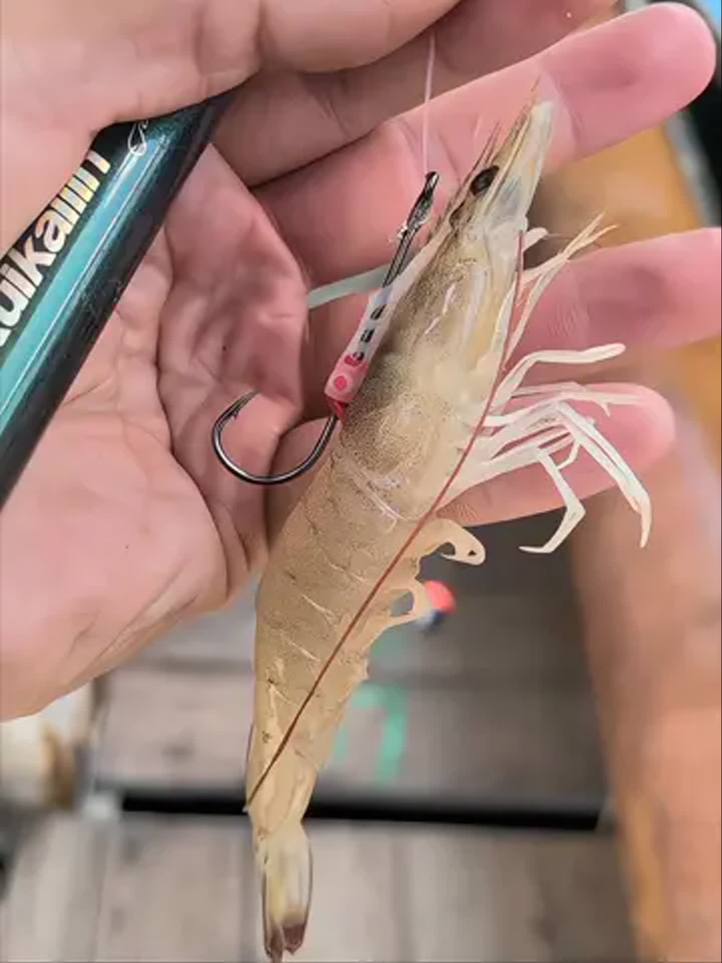 河虾海钓挂钩(河虾如何挂钩钓鱼)