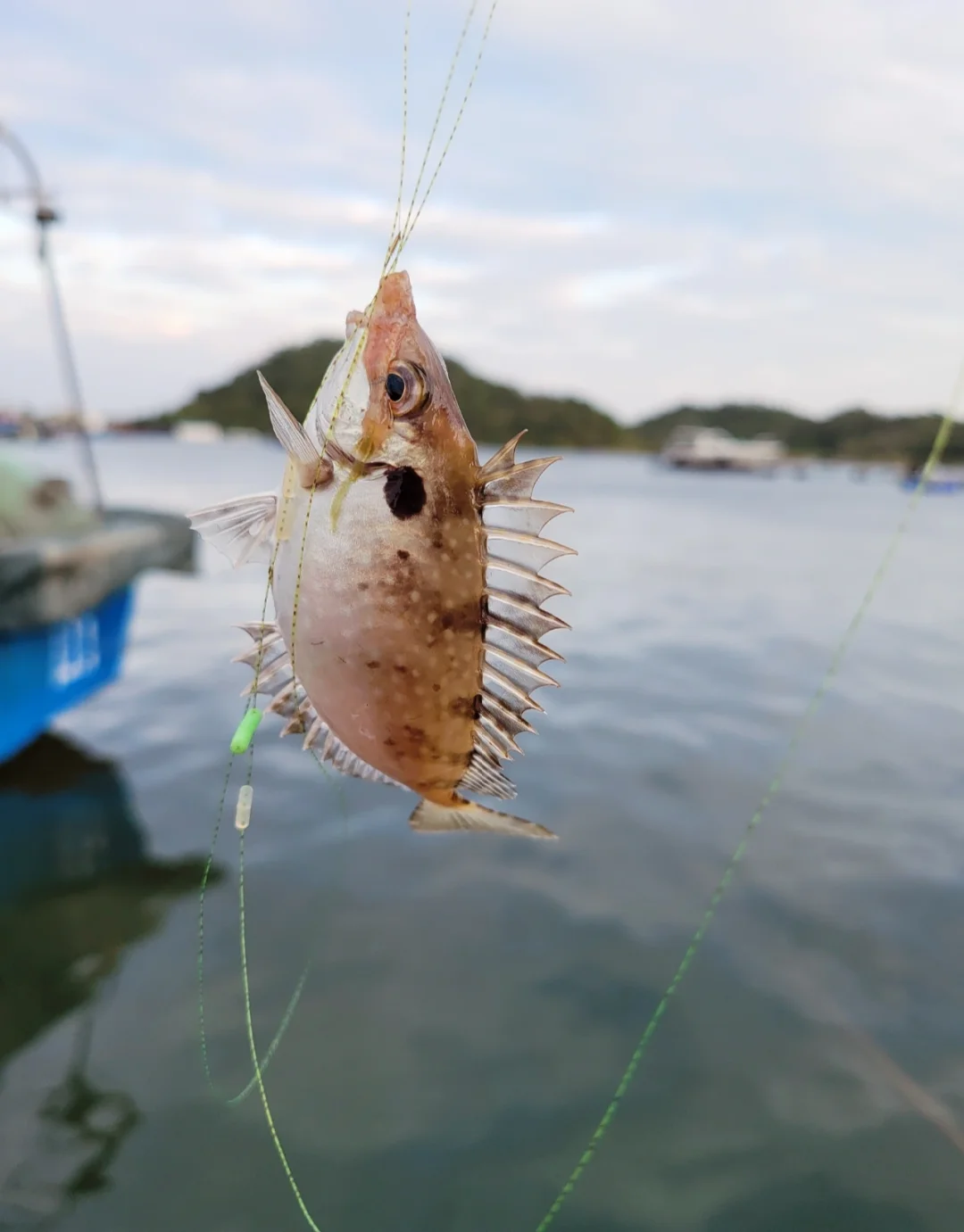 中山大雁湾海钓场(广东哪里有鳜鱼可以钓)