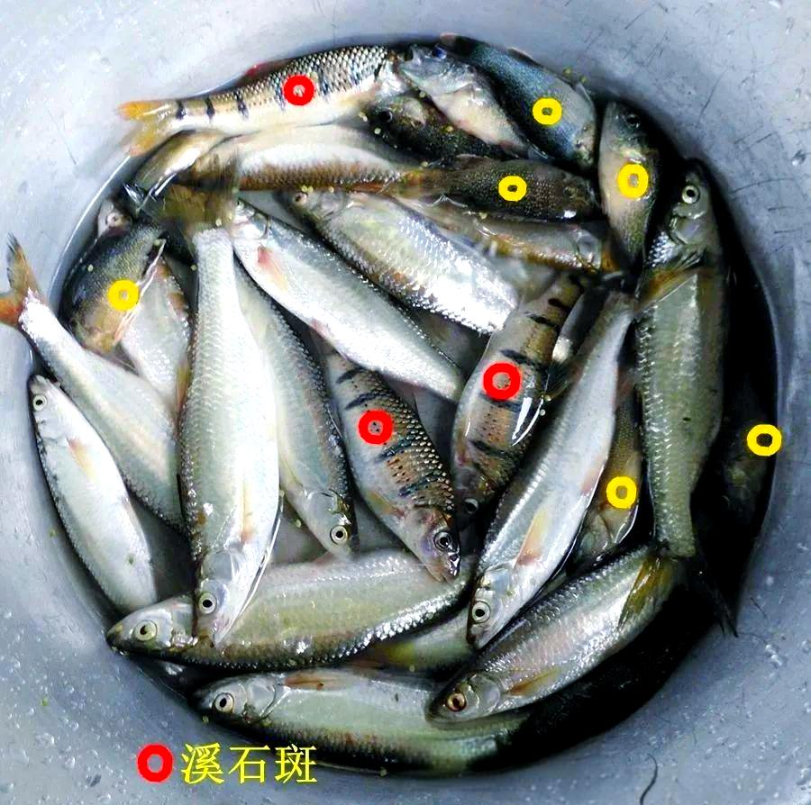 钓小溪石斑鱼技巧(小溪怎么钓石斑鱼用什么饵料)