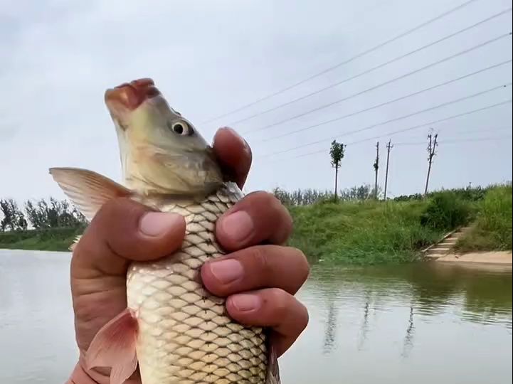 摇三摇钓鲤鱼技巧视频(摇三摇钓鲤鱼效果怎么样)