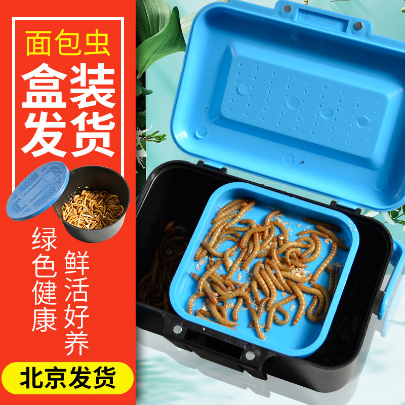 爆炸饵料加黄粉虫(爆炸饵料需要拉丝粉吗)