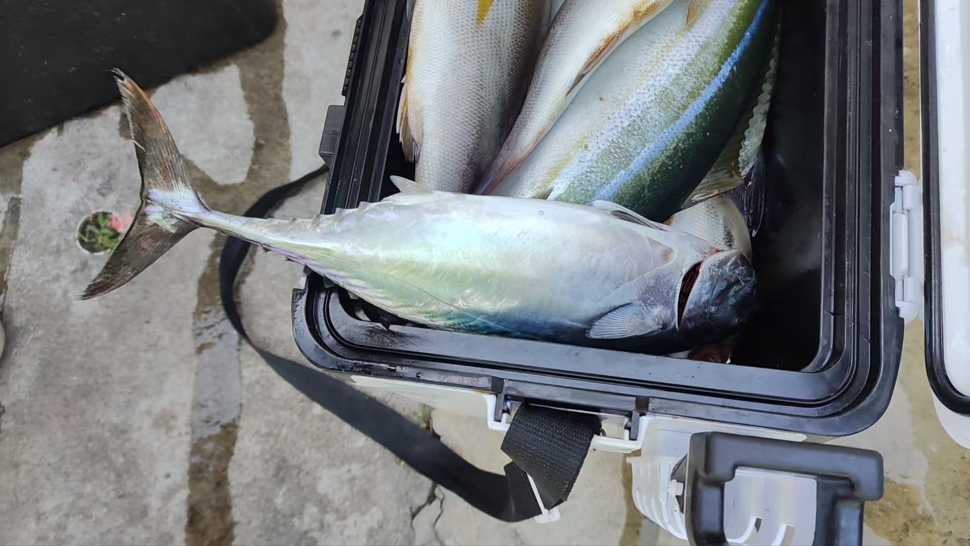 惠州港口出发海钓(惠州出海钓鱼包船的价格)