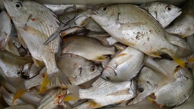 海钓常见鱼水层(海钓深水还是浅水)