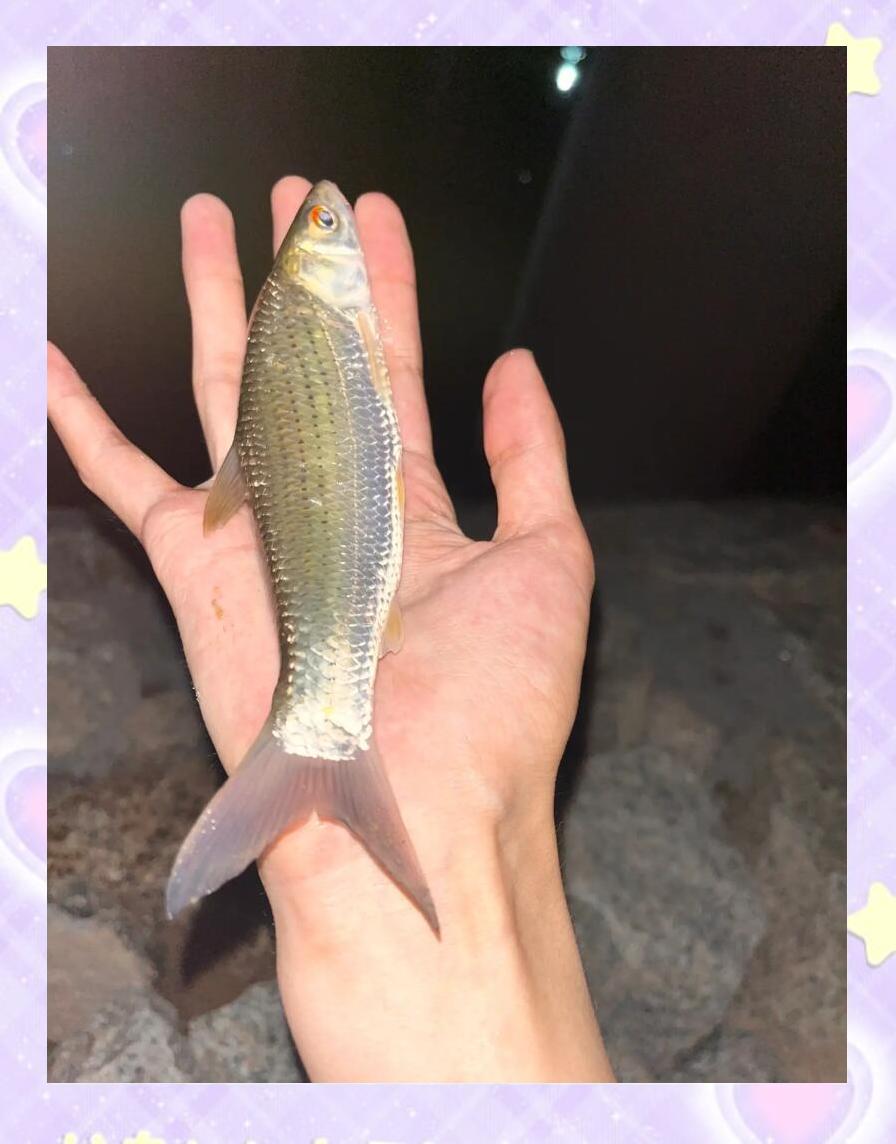 钓红眼饵料(钓红眼鱼用什么商品料好)