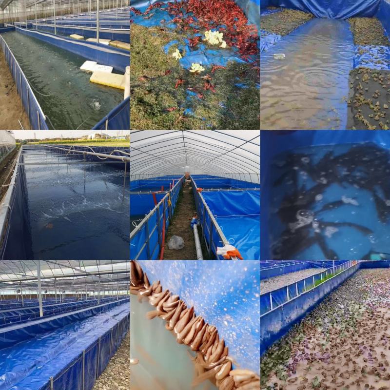 室内大棚刮鱼技巧(冬季垂钓大棚投资成本)