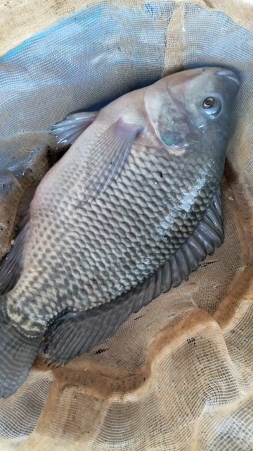 咸淡水罗非鱼饵料(咸淡水罗非鱼怎么钓)