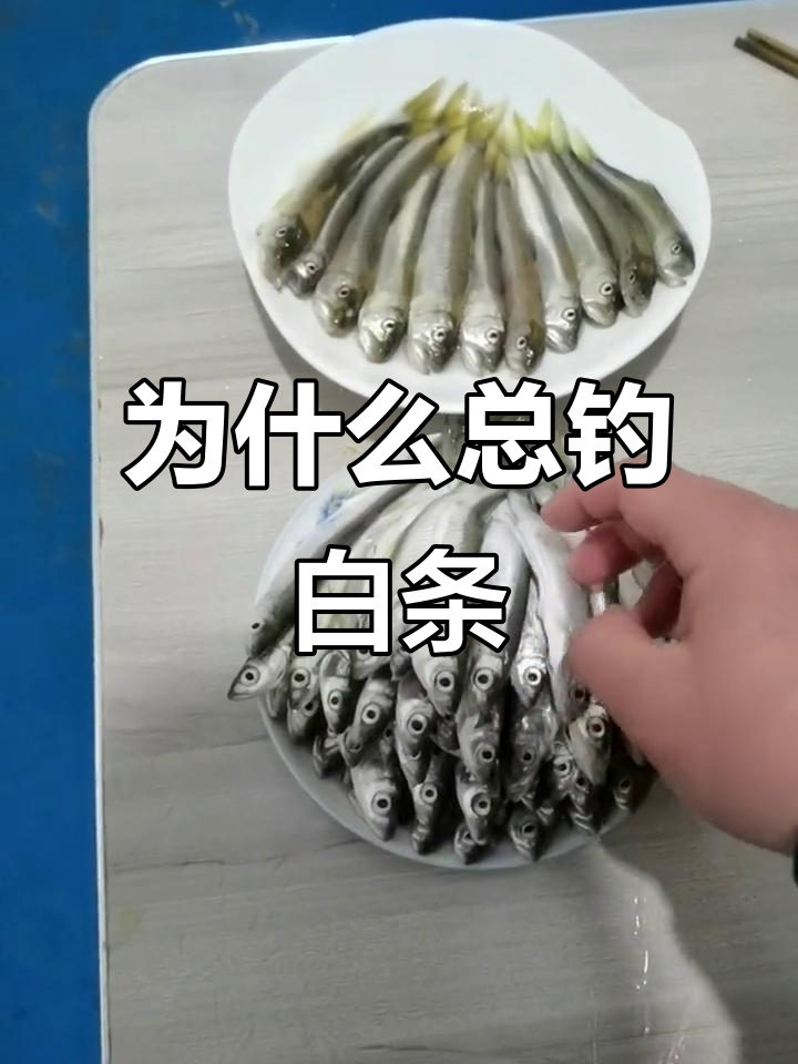 台钓白条技巧和视频(台钓白条技巧和视频大全)