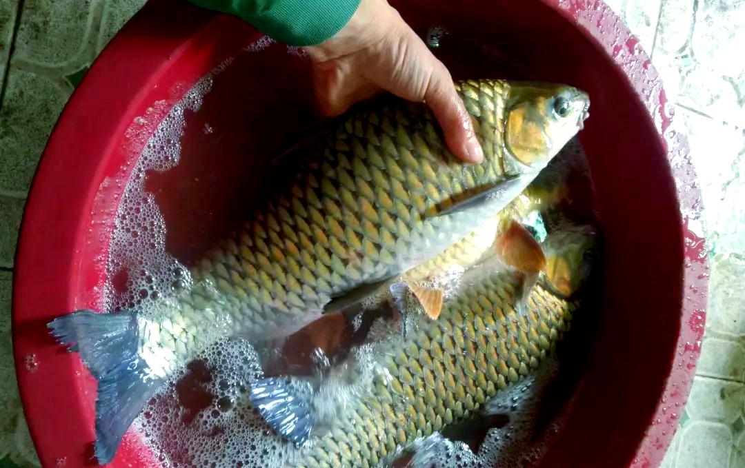 钓清波鱼用饵技巧(钓清波鱼用什么饵最好)