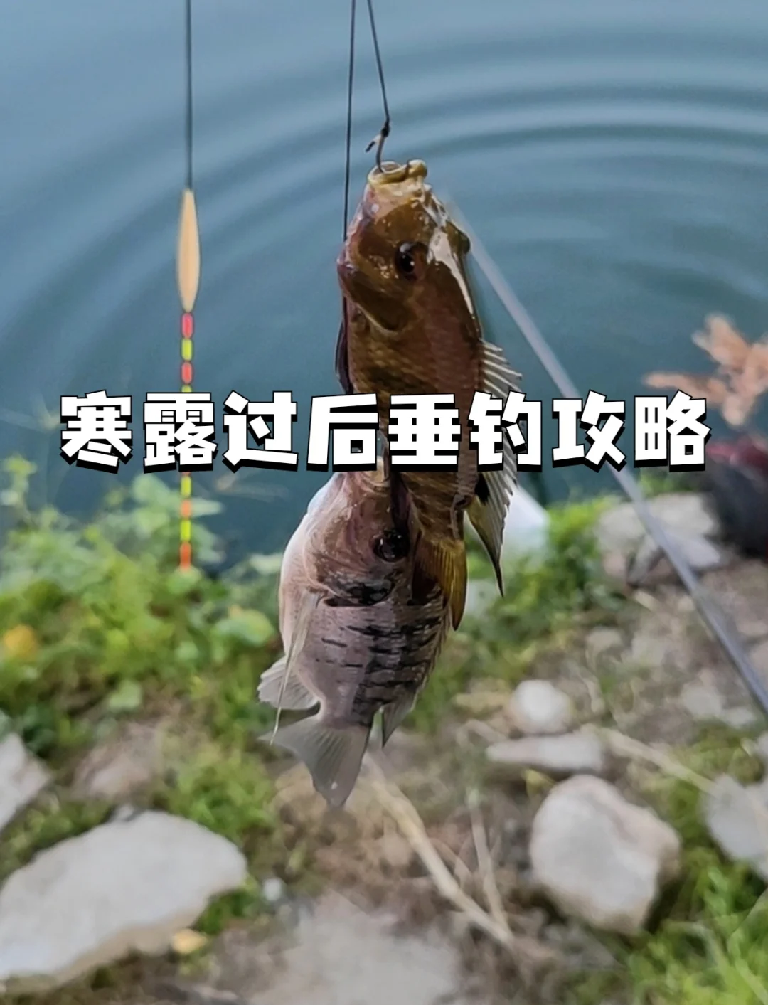 寒露时节钓鱼技巧(寒露怎么钓鱼调漂钓几)