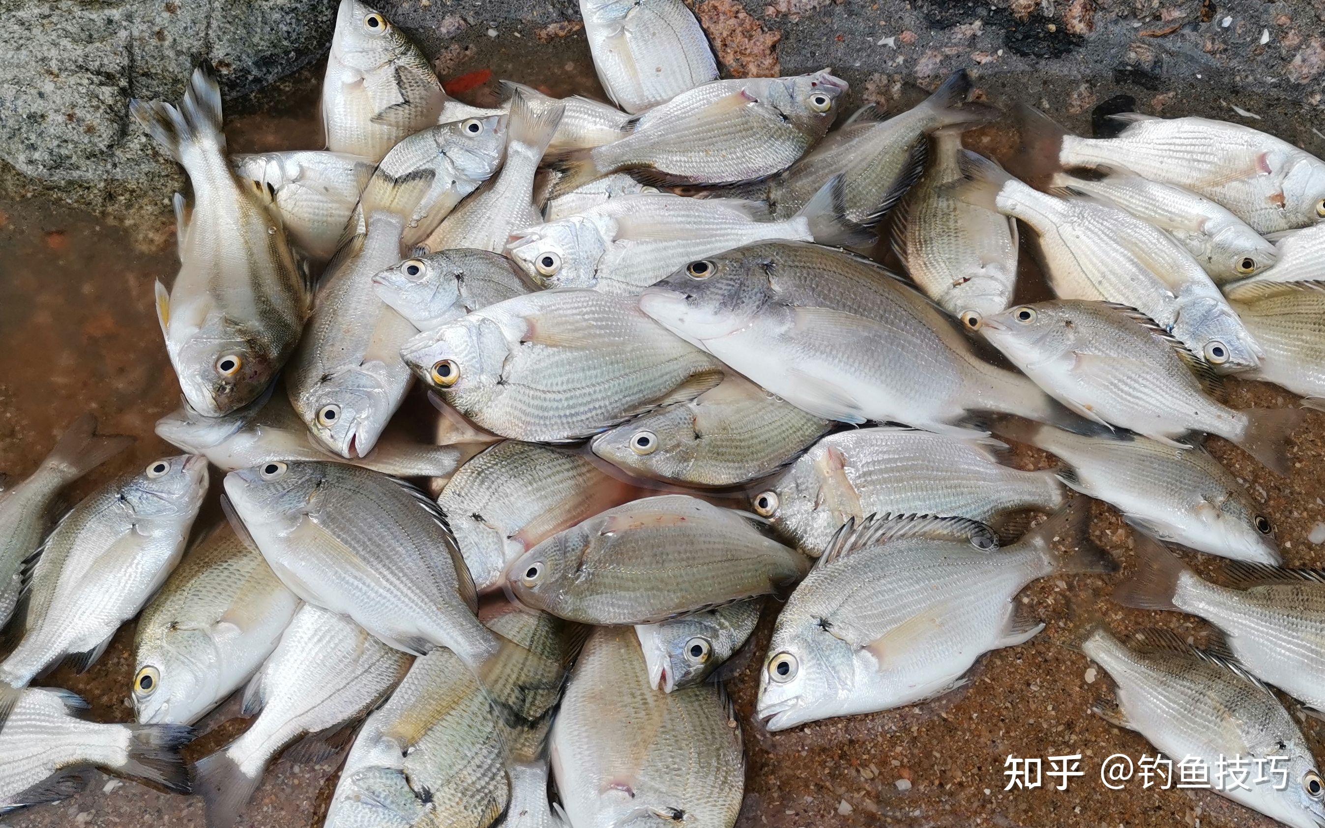 小河虾能做海钓饵吗(小河虾能做海钓饵吗怎么做)