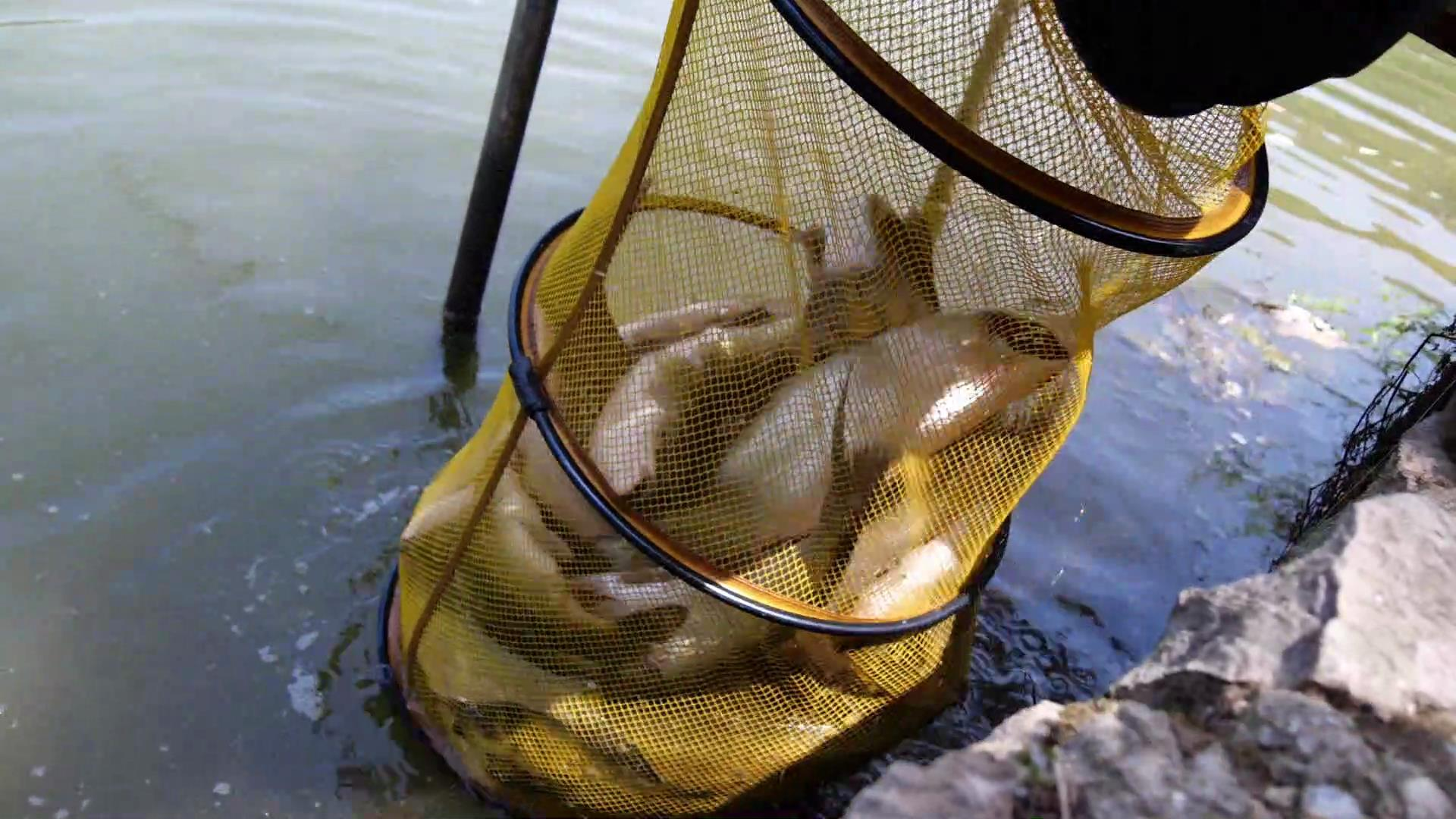 新手长江里钓鱼技巧(在长江里钓鱼有哪些规定)