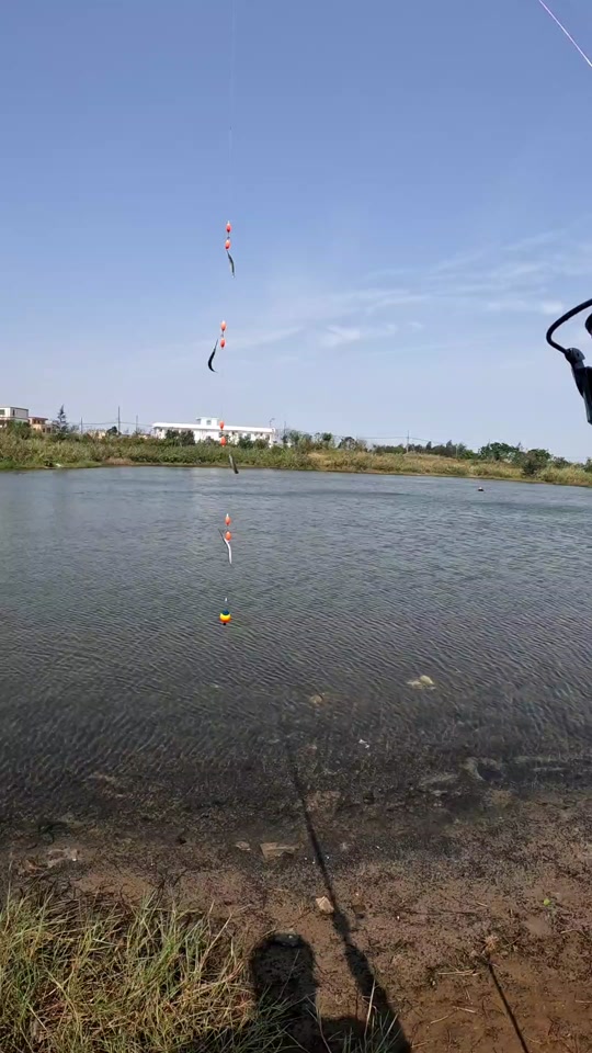 为什么海钓针鱼(为什么海钓针鱼不好钓)