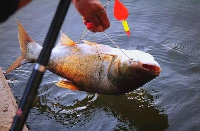 春季鲢鱼钓鱼技巧(为什么2050年我国人口会下降)