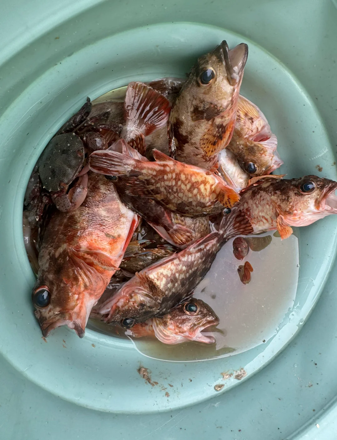 海钓白鲷鱼(白鲷鱼价格是多少钱)