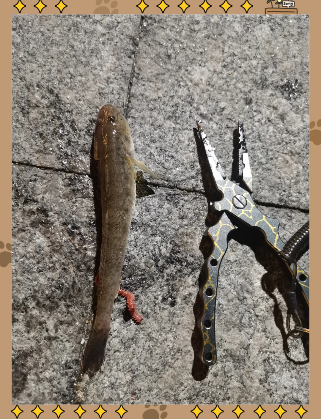 海钓水针鱼的技术(海钓水针鱼的技术指导)