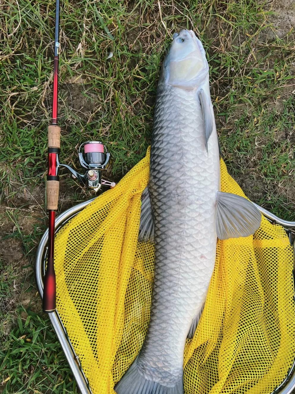 路亚竿能钓青鱼吗(路亚竿可以钓青鱼吗)