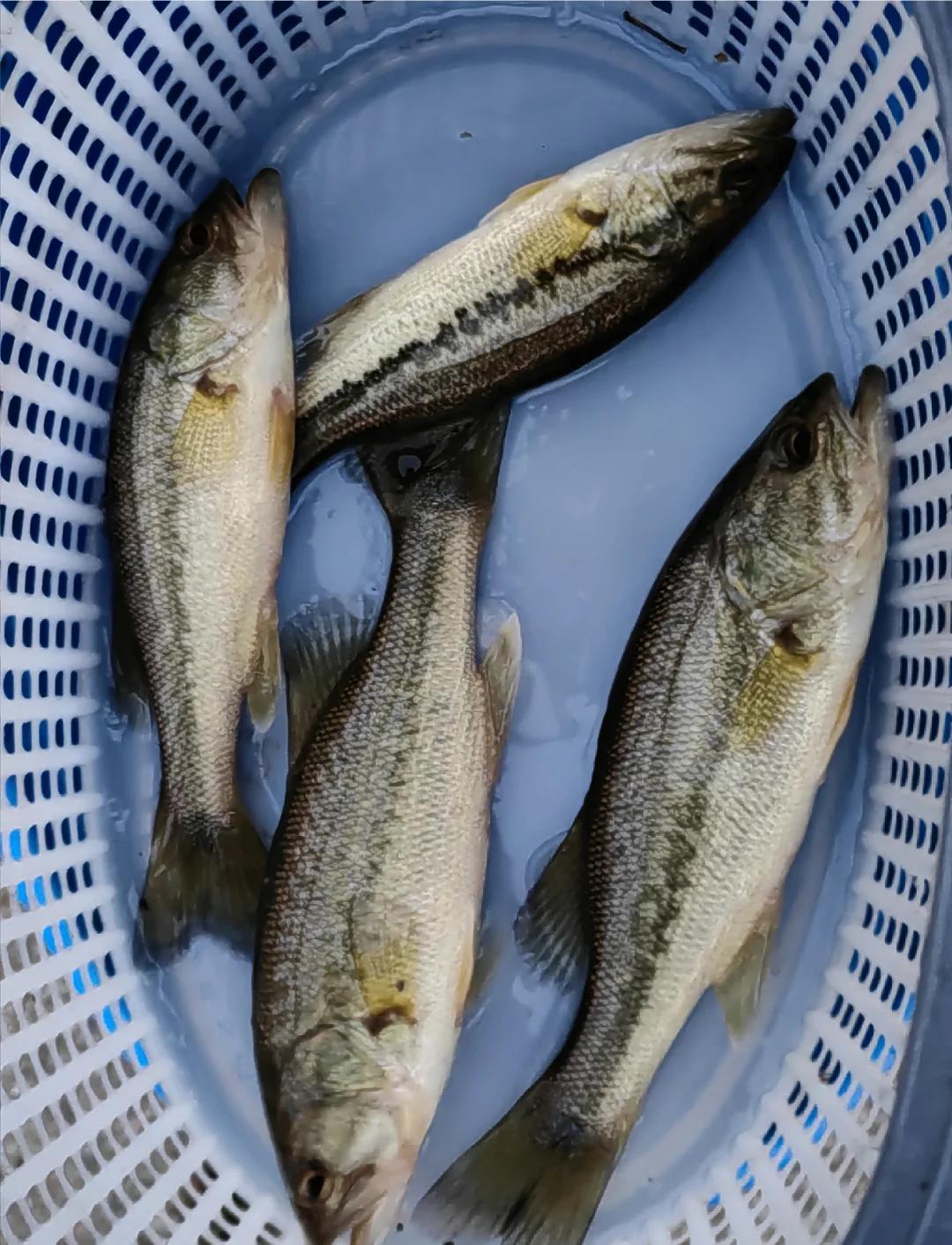 鞍山周边路亚(辽宁鞍山路亚基地)