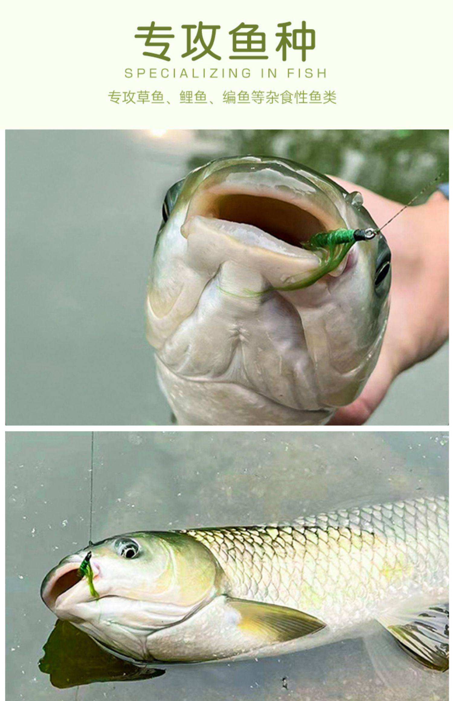 掉草鱼扁鱼技巧(草鱼扁鱼钓底还是浮)