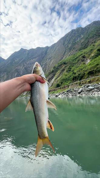 钓雅鱼的技巧和钓位(钓雅鱼的技巧和钓位视频)