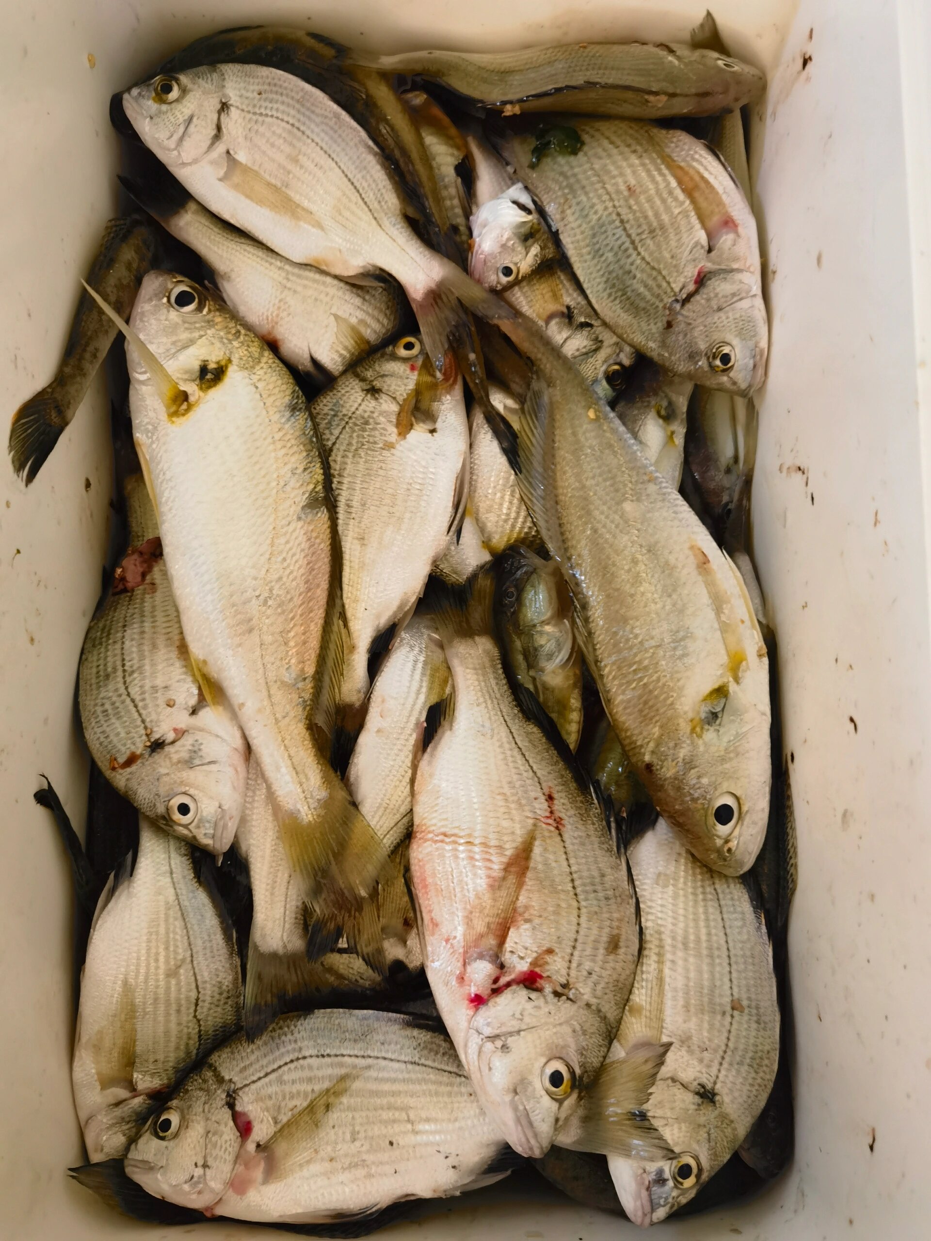 冬季海矶钓黑鲷技巧(冬季海矶钓黑鲷技巧和方法)