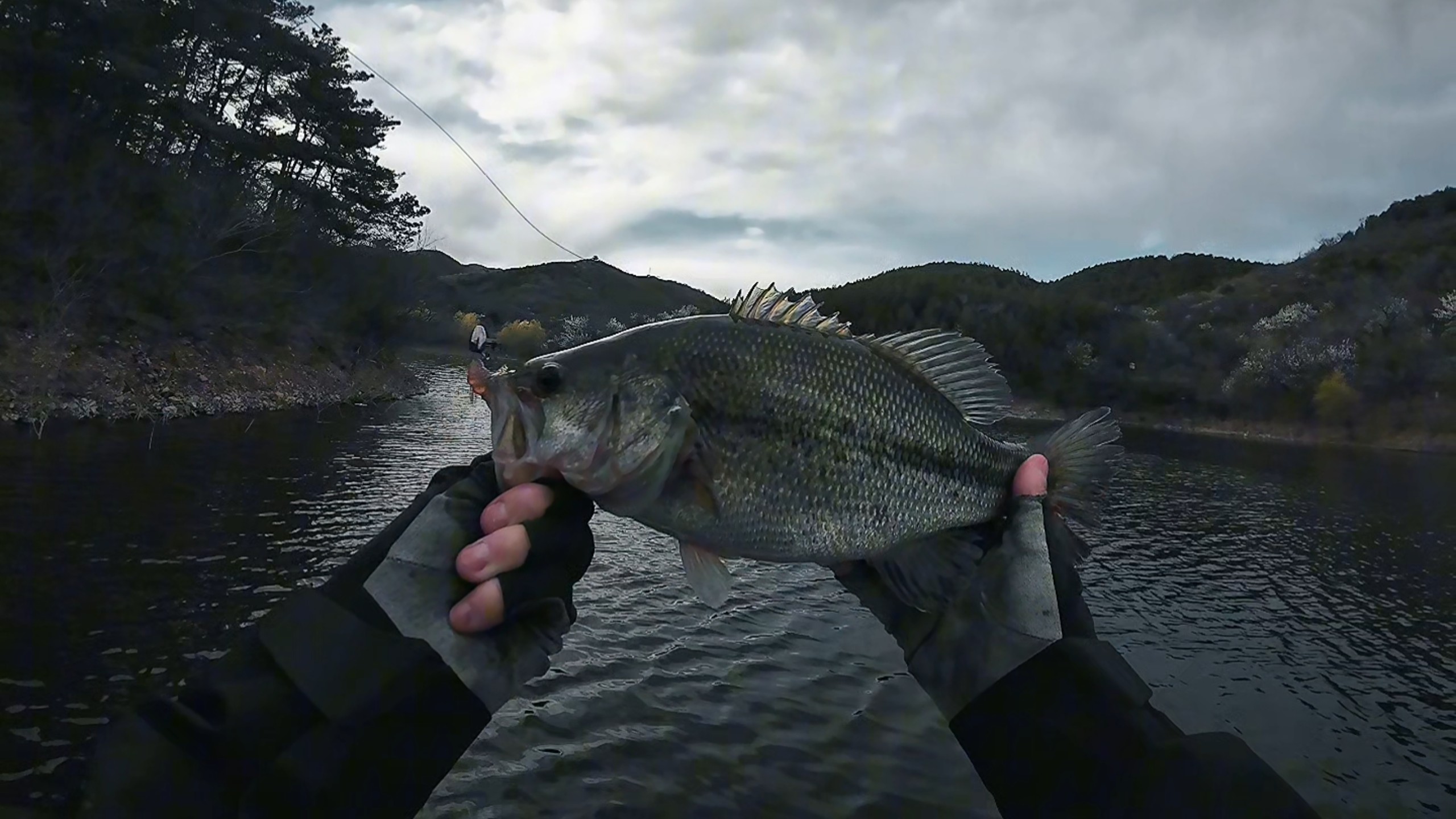 路亚鲈鱼模式(路亚鲈鱼什么调性好)