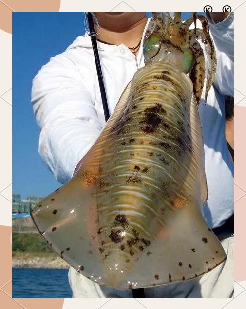 UL路亚鱿鱼(蓝旗鱼路亚官网)