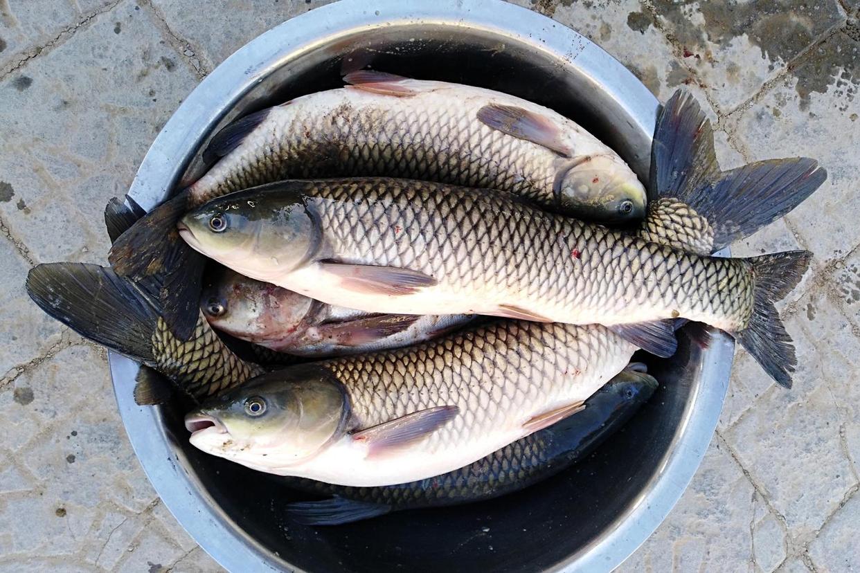 初秋水库钓草鱼技巧(初秋水库钓草鱼技巧视频)