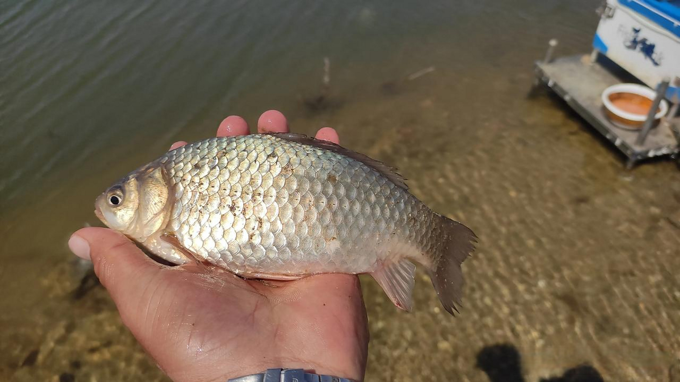 晚秋鲫鱼夜钓技巧(晚秋钓鲫鱼用什么饵料最好)