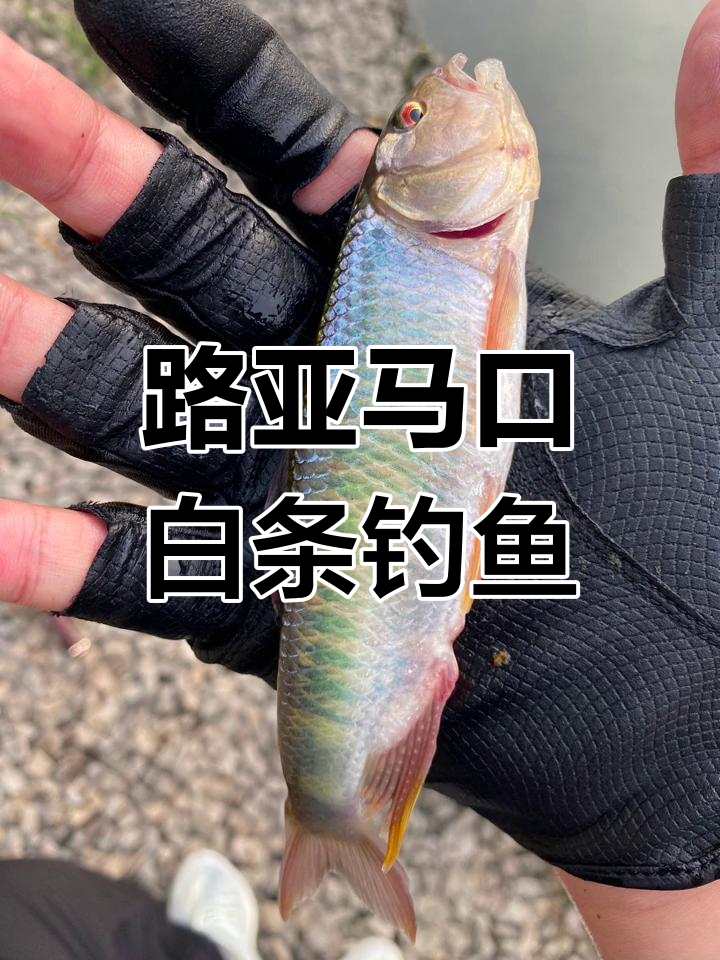 路亚钓马口讲解视频(路亚钓马口是什么意思)