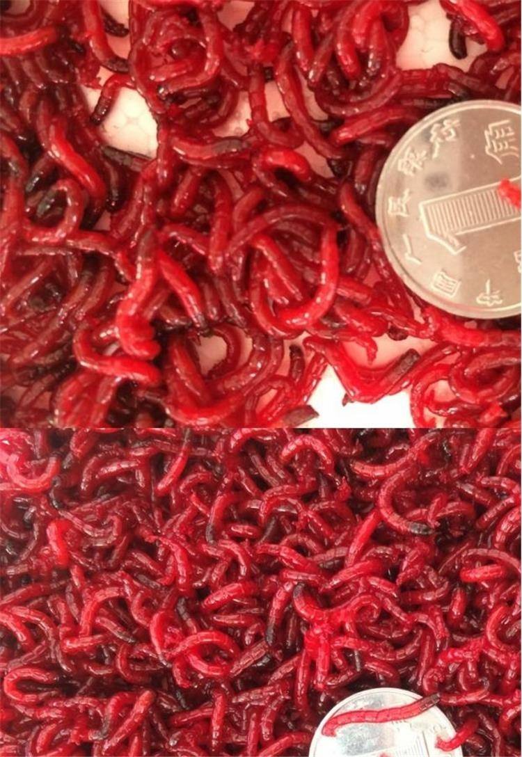 钓鱼饵料红虫(钓鱼饵料红虫好用吗)