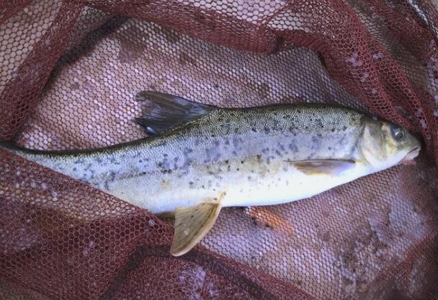 钓细鳞的技巧(钓细鳞的技巧视频)