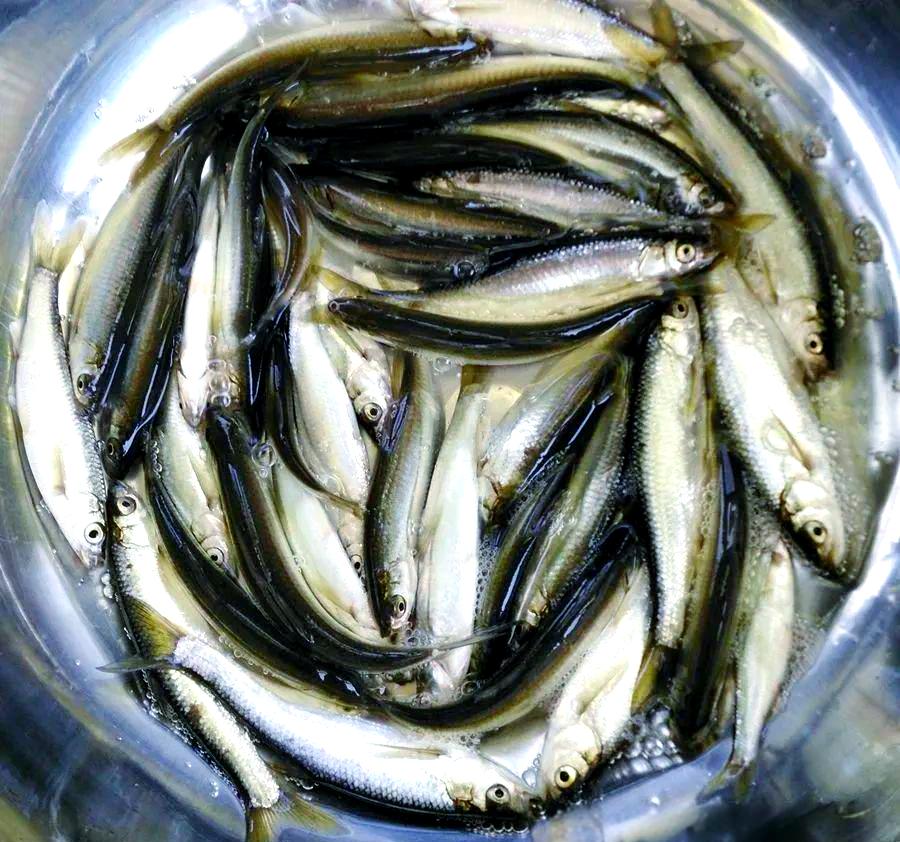 开春水库钓白条技巧(开春水库钓鱼多深的水)