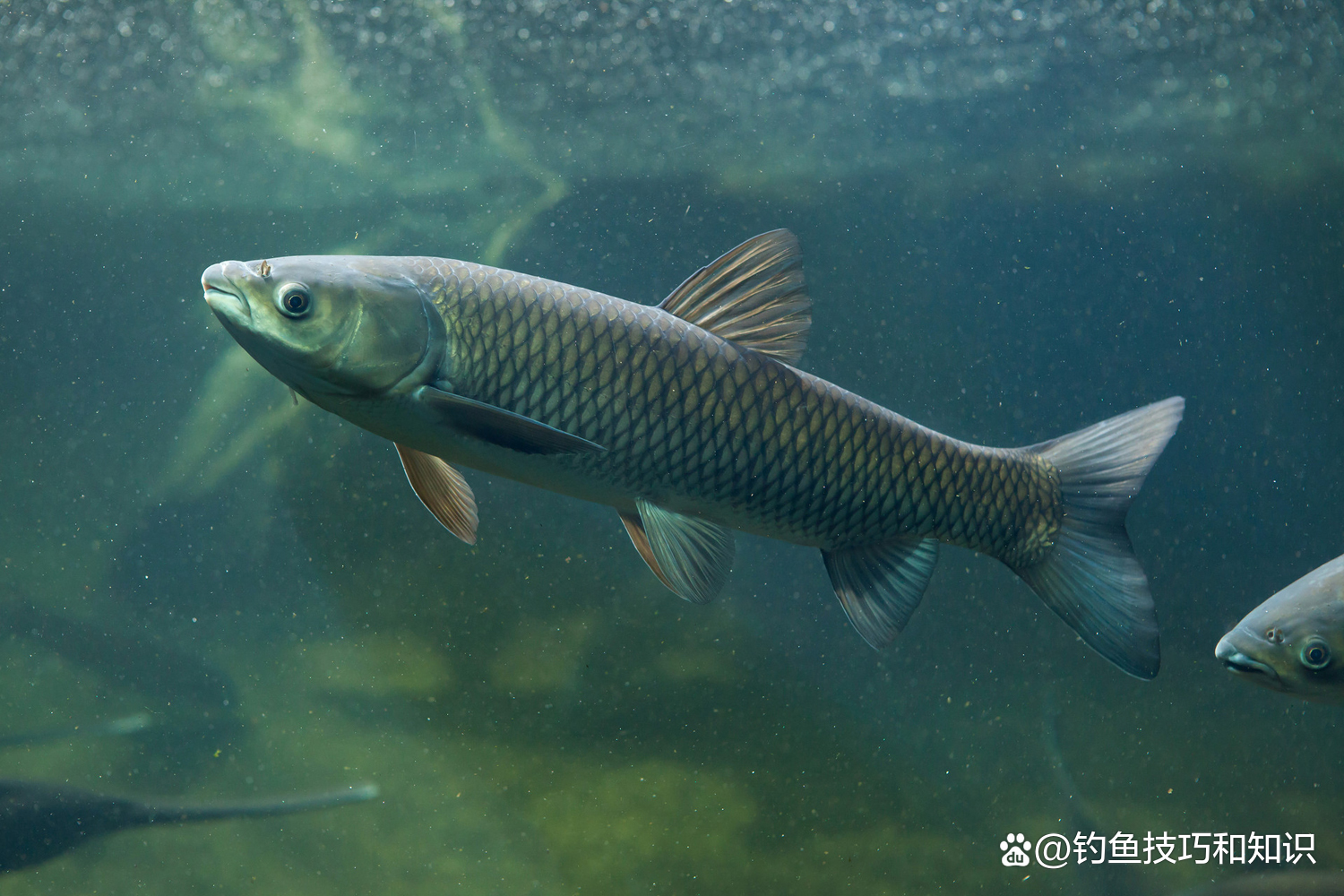 黑坑水库青鱼技巧(黑坑青鱼的钓法和技巧视频)